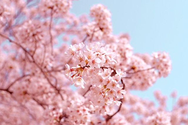 JAPANMARKT BERLIN  Kirschblütenfest: Bild 