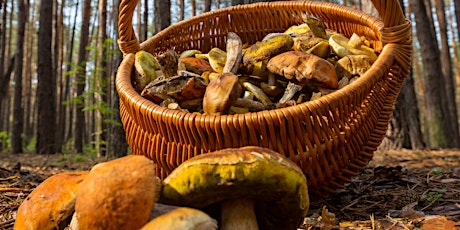 Foraging for Plants and Mushrooms primary image