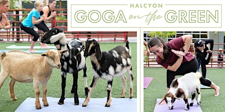 Farm Animal Yoga on the Green at Halcyon