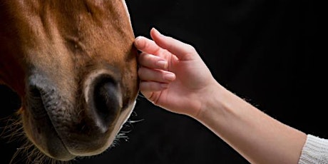 How all the Equine senses work together. tickets