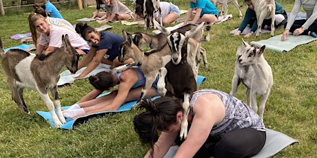 Baby Goat Yoga tickets