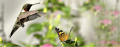 Birds and Butterflies from the Cloud Forest tickets