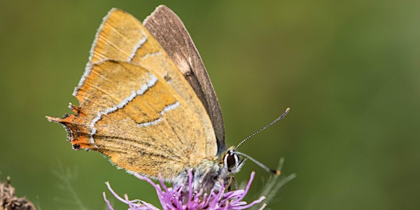 The identification of late summer Butterflies of the UTB region