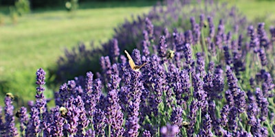 Imagen principal de Lavender Wand Making Class