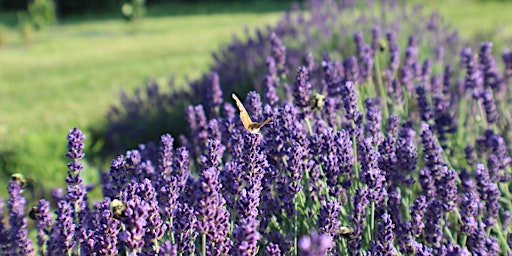 Imagem principal de Lavender Wand Making Class