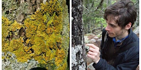 Primaire afbeelding van Lichen Talk and Walk With Dr. James Lendemer, in Taconic State Park
