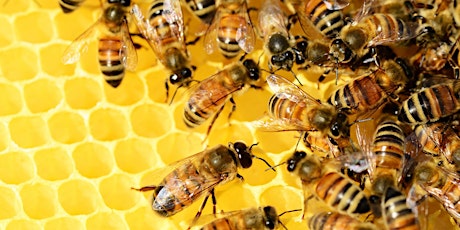 Primaire afbeelding van Bijenkorfspel: 'Netwerken in een snelkookpan...'