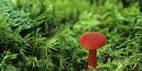 Mushroom Mania:  Adult Hike primary image
