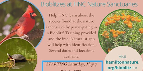 Bioblitz at Hamilton Naturalists' Club's Nature Sanctuaries
