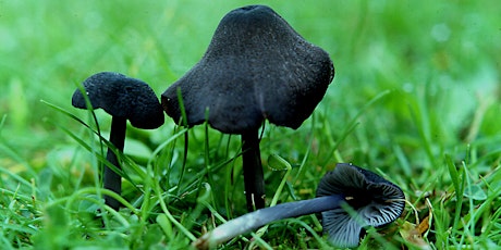 Fungi of the Brecks - Grass and Heaths [FREE EVENT] primary image