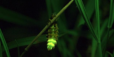 Illuminated Installation - 'Glow Worms' and night time activities on the downs at Landport Bottom in conjunction with the LDC Community Ranger. primary image