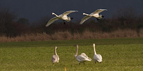 Trumpeter Swan Conference Presentations primary image