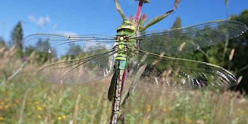 Guided Walk - Dragonflies of Stover