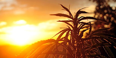 Marijuana: réglementation et développement économique primary image