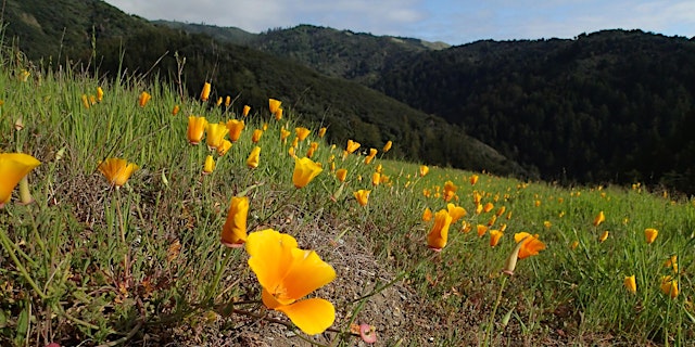 Image principale de Docent Tour