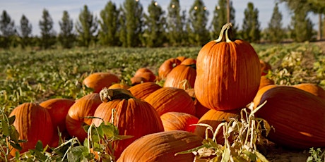 Pumpkin Patch Party (Midnapore 4:00pm) primary image