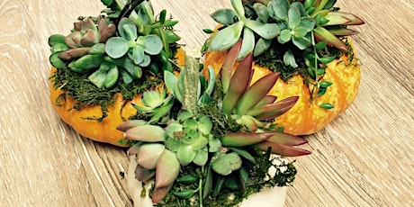 Pumpkin Succulent Arrangement Make-and-Take primary image