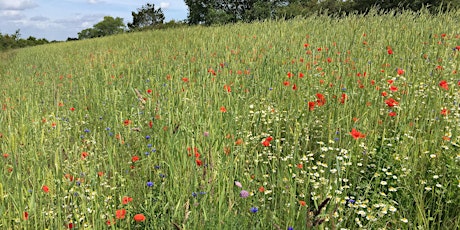 Arable Plant Identification and Ecology 2022 - extra date tickets