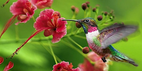 Nectar Tasting - personal development for Hummingbirds primary image