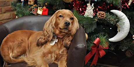 Pets at Christmas live event tickets
