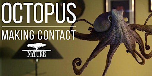 Immagine principale di 'Octopus: Making Contact' Watch Party Recording 