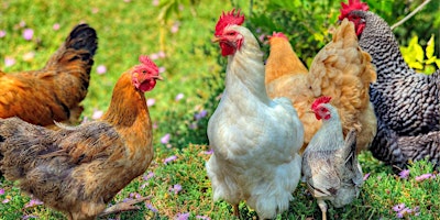 Basics of Raising Backyard Chickens