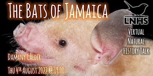 The Bats of Jamaica by Damany Calder
