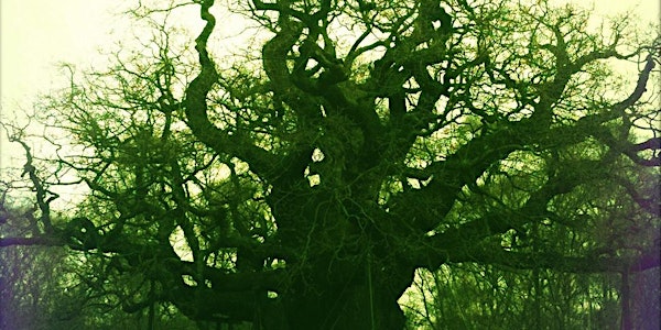 Papplewick Annual Lecture 2016: The Secret Life of Trees