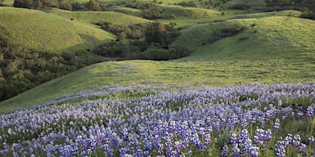 Hauptbild für Members Only - Glenwood Wildflower Walk - April 24