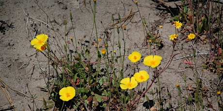 Primaire afbeelding van Members Only - Laguna Creek Sandhills Nature Walk - May 15