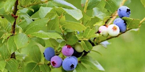 Blueberries on the Barrens