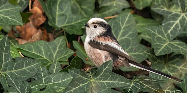 Promenade ornithologique au Parc Josaphat 14