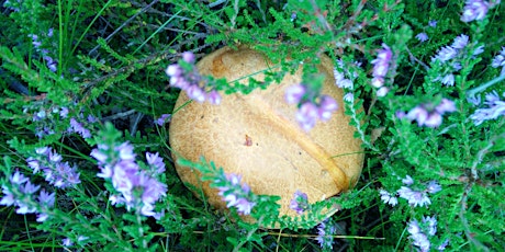 Fungi Hunt on Crompton Moor primary image