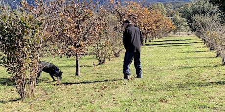 Ganymede Truffles Truffle Hunt and Lunch  primärbild