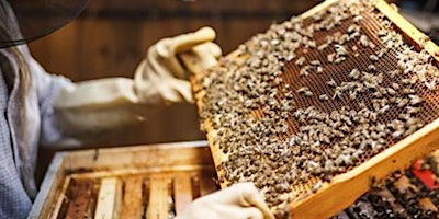 Gulf Coast Beekeepers of Florida - Monthly Meeting - Virtual on Zoom primary image