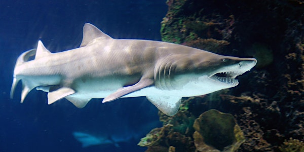 Shark Tank - IPN Networking & Pitch Event