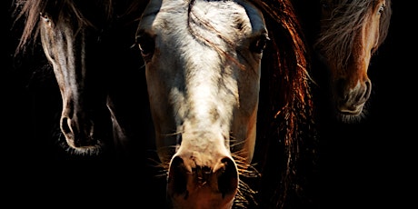 Documentary Screening: The Mustangs: America’s Wild Horses (2021)