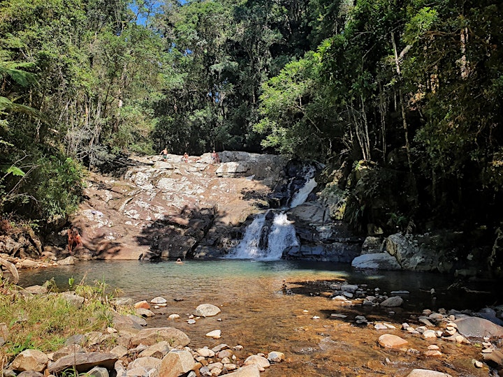 Forest Bathing in Springbrook National Park (Cougal Cascades) image