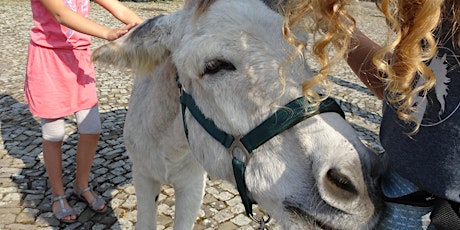 Hauptbild für Esel- & Ponyreiten im Amphi Windisch