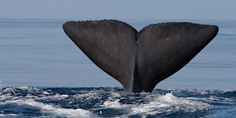 Image principale de Voyage sur les voix des océans