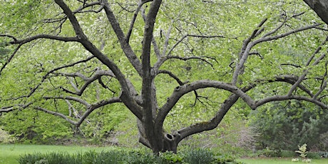 All About Trees – From Seedling to Nurse Log, With Chris Roddick  primärbild