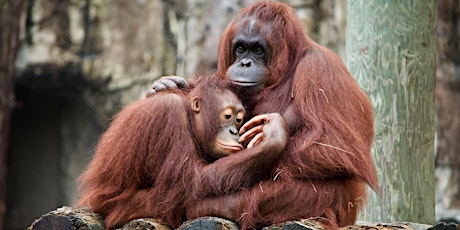 Different: What apes can teach us about gender tickets