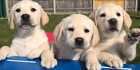 Guide Dogs Puppy Helper Experience 2022