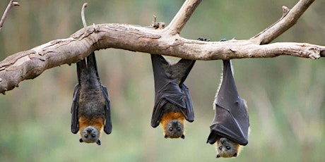 Bats! Folger Stable Speaker Series primary image