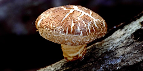 Grow Your Own Shiitake Mushrooms primary image