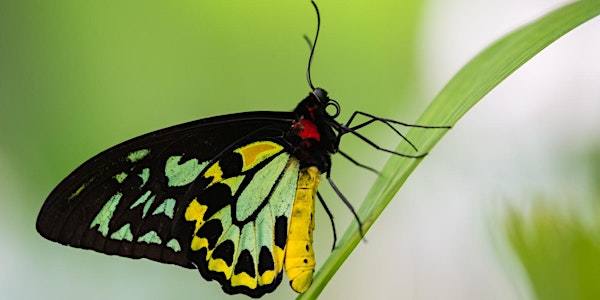 The Art of Photographing Butterflies with Michael Snedic