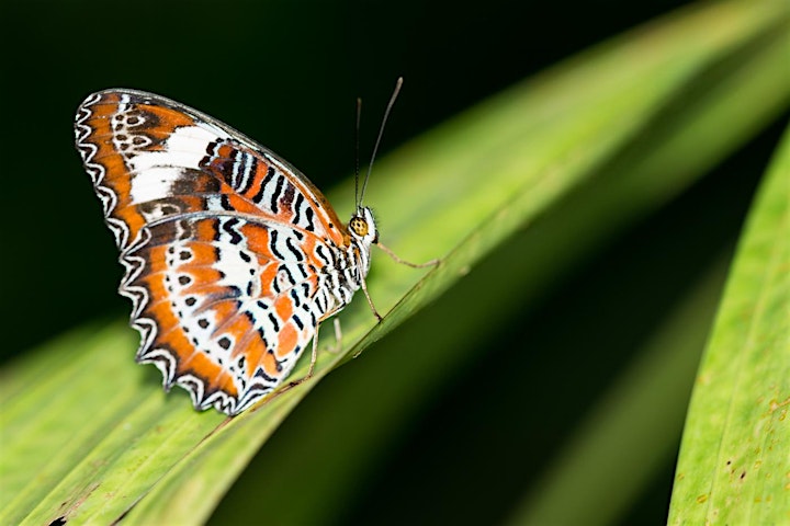 The Art of Photographing Butterflies with Michael Snedic image