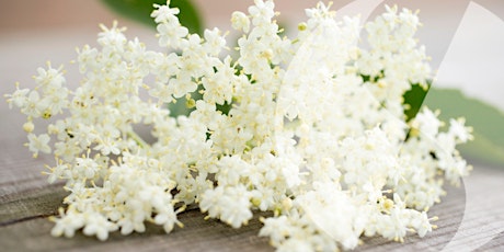 Lunchtime Learning: Make elderflower cordial and champagne tickets