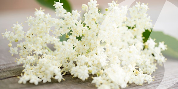 Lunchtime Learning: Make elderflower cordial and champagne