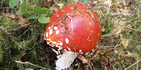 A Fungal Hunt Experience on Crompton Moor primary image
